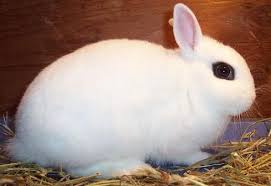  Kelinci Hottot Kelinci Kelinci Hottot Ini Termasuk Jenis Kelinci Yang Unik Keunikannya Terletak Pada Bagian Matanya Yang Dikel Kelinci Gambar Kelinci Warna