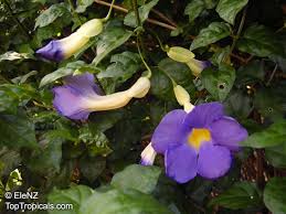 Image result for Thunbergia erecta