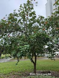 Image result for Cordia senegalensis