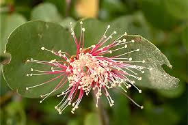 Image result for Sonneratiaceae