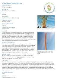 Image result for Cenchrus macrourus