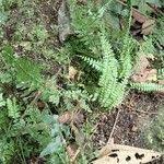 Image result for Asplenium dregeanum