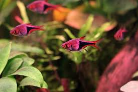 Which is the best schooling fish? 10 Best Schooling Fish For A Freshwater Aquarium Pethelpful