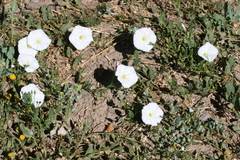 Image result for Convolvulus farinosus