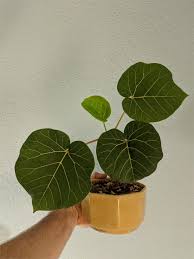Image result for Ficus abutilifolia