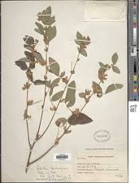 Image result for Dolichos trinervatus