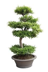 I would like to maybe get a couple more and was wondering.what are your top 3 favorite books? How To Start A Bonsai Business Profitable Plants Digest
