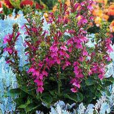 Image result for Lobelia giberroa