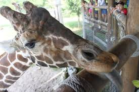 Dixie, a giraffe calf born this month at the kansas city zoo. Do You Know What Color A Giraffe Tongue Is Bersethadventures