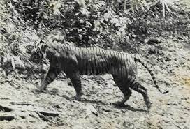 Iconic Cats All 9 Subspecies Of Tigers Extinct Animals Javan Tiger Tiger Species