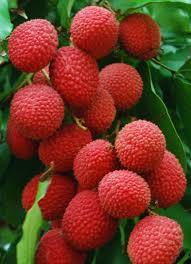 We did not find results for: Lychee Did You Know That Lychee Is A Symbol Of Sensuality Romance And Love In China Legend Has It That The Lychee Fruit Fruit Plants Fruit Health Benefits