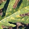 Papaya fruit desired with an elongated shape produced from papaya tree is perfect. Https Encrypted Tbn0 Gstatic Com Images Q Tbn And9gcrdekldjofqjlmdwschiaucy7pn8aboighldrq9vg3hd8bcdnnk Usqp Cau