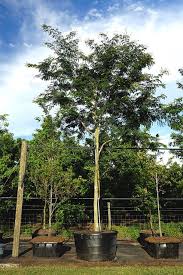 Image result for Caesalpinia ferrea