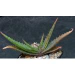 Image result for Aloe cameronii × greatheadii
