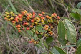 Image result for Rourea coccinea