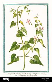 Image result for Periploca linearifolia