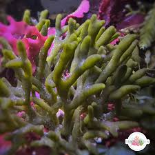 Image result for Macrotyloma densiflorum