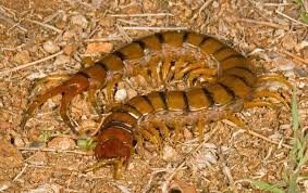 Black And Yellow Striped Millipede Cgiant Centipede Scolopendra Sp Crown Mountain Saint Thomas United States Virgin Islands United States Virgin Islands St Thomas Invertebrates
