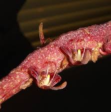 Image result for Bulbophyllum sandersonii