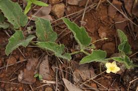 Image result for Cucumis hirsutus