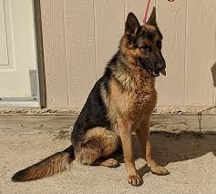 So cal german shepherds are breeders with puppies for sale in southern california from top west german import german shepherd dogs and import our home is located in southern california on 3 acres nestled in the hills just north of the temecula wine country. Palmdale Ca German Shepherd Dog Meet Albert A Pet For Adoption