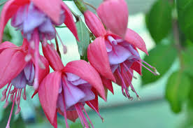 Cleopatra Flowers Fuchsia Plants