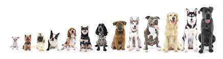 Hundejahre Rechner Umrechnen Hundealter In Menschenjahre
