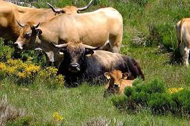 Maybe you would like to learn more about one of these? Aubrac Cea Mai NouÄƒ RasÄƒ De Vaci De Carne Din Romania Care Sunt CalitÄƒÈ›ile Care L Au Convins Pe Un Fermier Din Arad SÄƒ IÈ™i Dubleze Efectivul In Doar Doi Ani