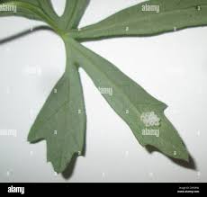 Image result for Trochomeria macrocarpa