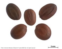 Image result for Acacia brevispica