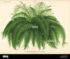 Image result for Pityrogramma argentea