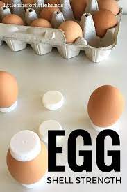Eggshell Strength Experiment How Strong Is An Eggshell