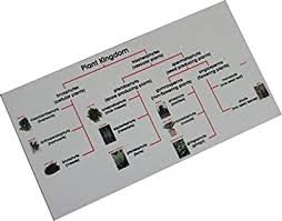 buy kido montessori zoology classification chart plant