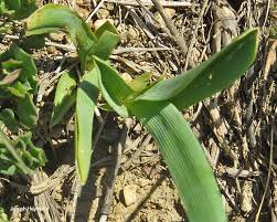 Image result for Eulophia tuberculata