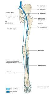 As Veias Do Membro Inferior Anatomia Online