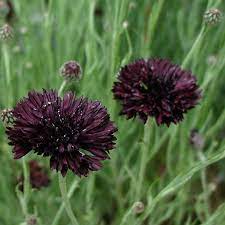 Goth Garden Cornflower Black Ball Centaurea Cyanus 40 Seeds Flower Garden Plans Flowers Perennials Garden Flowers Perennials