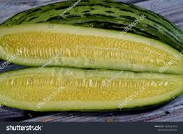 Image result for Cucumis melo