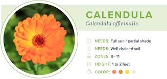 Check spelling or type a new query. 20 Annual Flowers For Every Season Proflowers