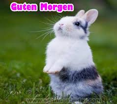 Guten Morgen Gb Pics Schones Bilder Gb Bilder Whatsapp Bilder Gb Pics Facebook Bilder Babytiere Tiere Hasenbabies