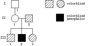 Genetics 371b Autumn 1999 Practice Problems