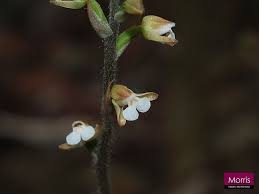 Image result for Zeuxine