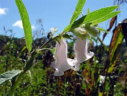 Image result for Sesamum