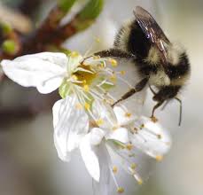Image result for Bombus sporadicus