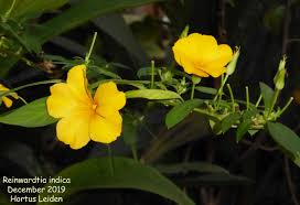 Image result for Reinwardtia indica