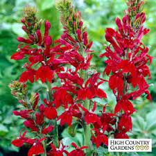Lobelia Cardinalis Seeds High Country Gardens Cardinal Flower Flower Seeds High Country Gardens