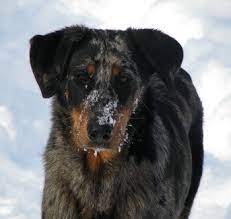 Beauceron puppies for sale canada. Beauceron Dogs Breeders And Information In Canada Canadogs