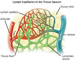 We're looking at the lymphatic vessels. Openstax Biology Ch40 The Circulatory System Top Hat