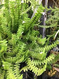 Image result for Angraecum moandense