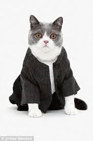 A low portion of ceiling was punctured by holes positioned above the models. 28 Cats Wearing Clothing Ideas Cats Crazy Cats Cat Clothes