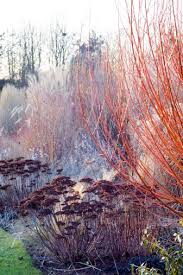 Winter Border With Dogwood Cornus Alba Siberica Grasses And Sedum Sedum Spectabilis Uk Winter Garden Winter Plants Cottage Garden Design